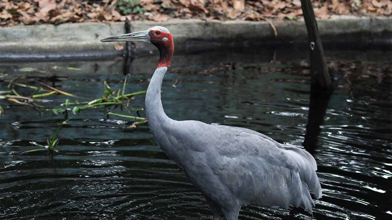 Eastern sarus crane at ACCB